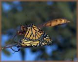 mated Monarchs