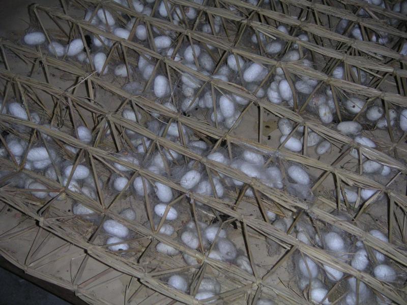 Pupa stage