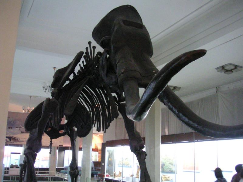 Inner Mongolia Museum
