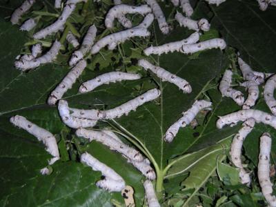 Eating mulberry leaves