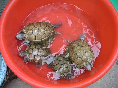 Turtles for sale