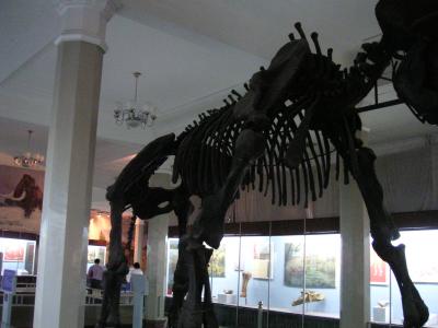 Huge mammoth skeleton...