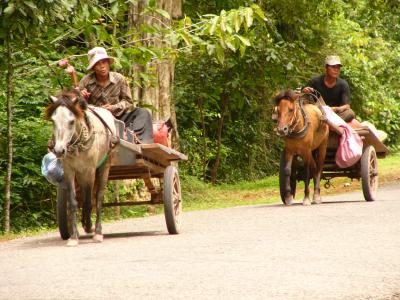 Traditional horse & carts around Angkor