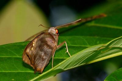 Giant Redeye (Record Shot)