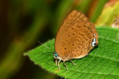 Arhopala Major Major