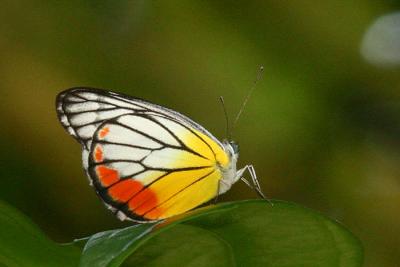 Painted Jezebel (Record Shot)