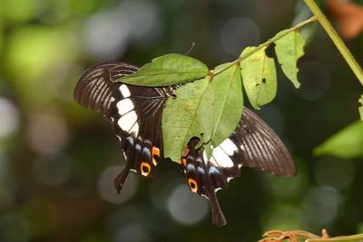 Great Helen (Underside)