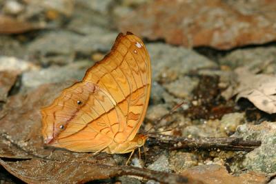 Crusier, Male