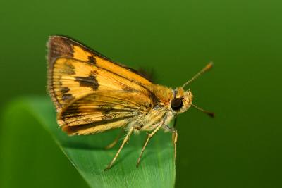 Taractrocera archias quinta (Neo Dart)