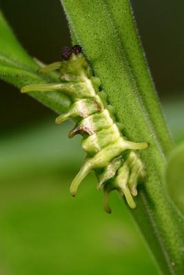 Caterpillar of Horaga syrinx