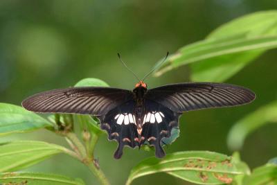 Common Rose, Top View (Record Shot)