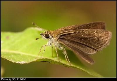 ܾ˽ Pigmy Scrub Hopper (Aeromachus pygmaeus)