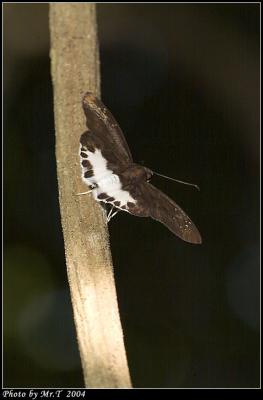 gȧ˽ Water Snow Flat (Tagiades litigiosus)