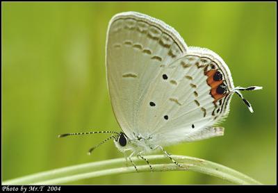 Ŧǽ Tailed Cupid (Everes lacturnus)