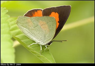 yͻȦǽ Toothed Sunbeam (Curetis acuta)