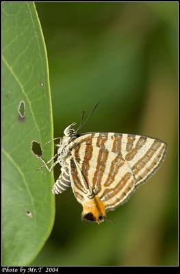 Ƚuǽ Long-banded Silverline (Spindasis lohita)