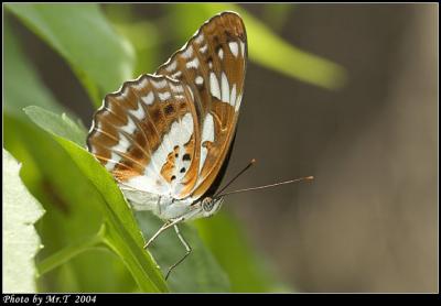 u潺 Five-dot Sergeant (Limenitis sulpitia)