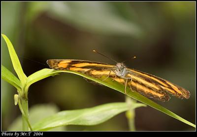 潺 Common Lascar (Pantoporia hordonia)