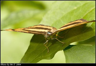 潺 Common Lascar (Pantoporia hordonia)