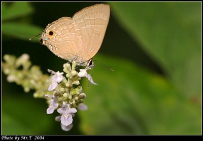 Ŧǽ Cornelian (Deudorix epijarbus)