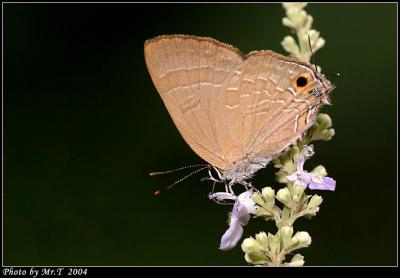 Ŧǽ Cornelian (Deudorix epijarbus)