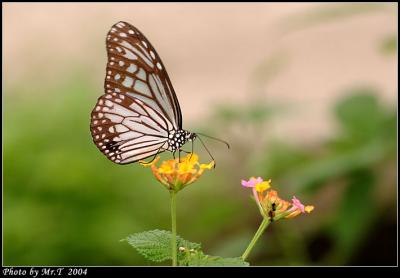 h Glassy Tiger (Parantica aglea)