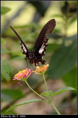 ɴ Red Helen (Papilio helenus)