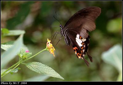 ɴ Red Helen (Papilio helenus)