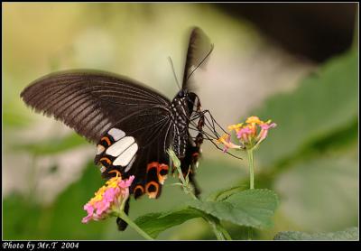 ɴ Red Helen (Papilio helenus)