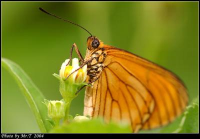 R¬ý Yellow Coster (Acraea issoria)