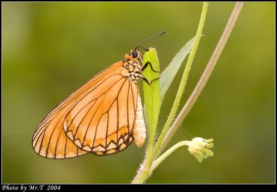 R¬ý Yellow Coster (Acraea issoria)