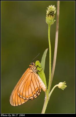 R¬ý Yellow Coster (Acraea issoria)