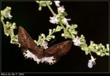 gȧ˽ Water Snow Flat (Tagiades litigiosus)