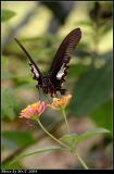 ɴ Red Helen (Papilio helenus)