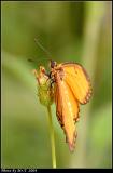 R¬ý Yellow Coster (Acraea issoria)