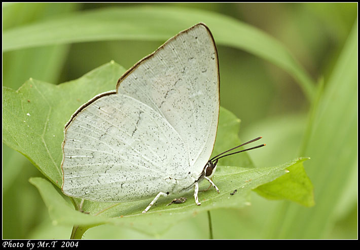 yͻȦǽ Toothed Sunbeam (Curetis acuta)