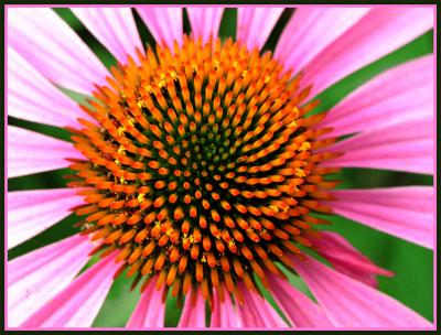 Coneflower macro