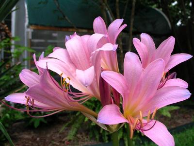 Pink Surprise Lily