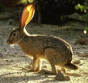 Jackrabbit.bmp