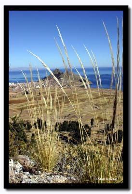 Wheat Growing Near Lake Titicaca, Bolivia