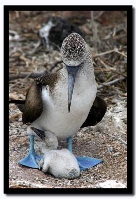 u47/mreichel/medium/30701282.BabyandMotherIslaSeymourNorteGalapagoscopy.jpg