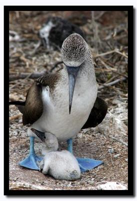 Baby and Mother, Isla Seymour Norte, Galapagos