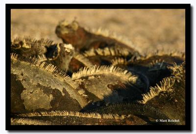 Back Spines, Isla Santiago, Galapagos