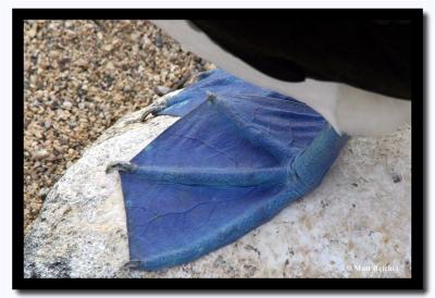 Blue Feet, Isla Seymour Norte, Galapagos