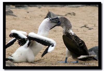 Blue-Footed Boobie Feeding Time, Isla Seymour Norte, Galapagos