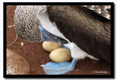 Blue-Footed Boobie with Eggs, Isla Seymour Norte, Galapagos