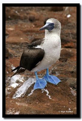 Blue-Footed Boobie, Isla Seymour Norte, Galapagos