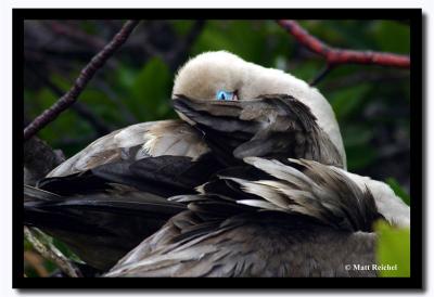 Boobie Cleaning Its Feathers, Isla Genovesa, Galapagos