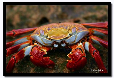 Bright Sally Light-Foot Crab, Isla Bartolome, Galapagos