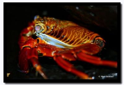 Close-Up of a Sally Light-Foot Crab in a Crevice, Isla Santiago, Galapagos